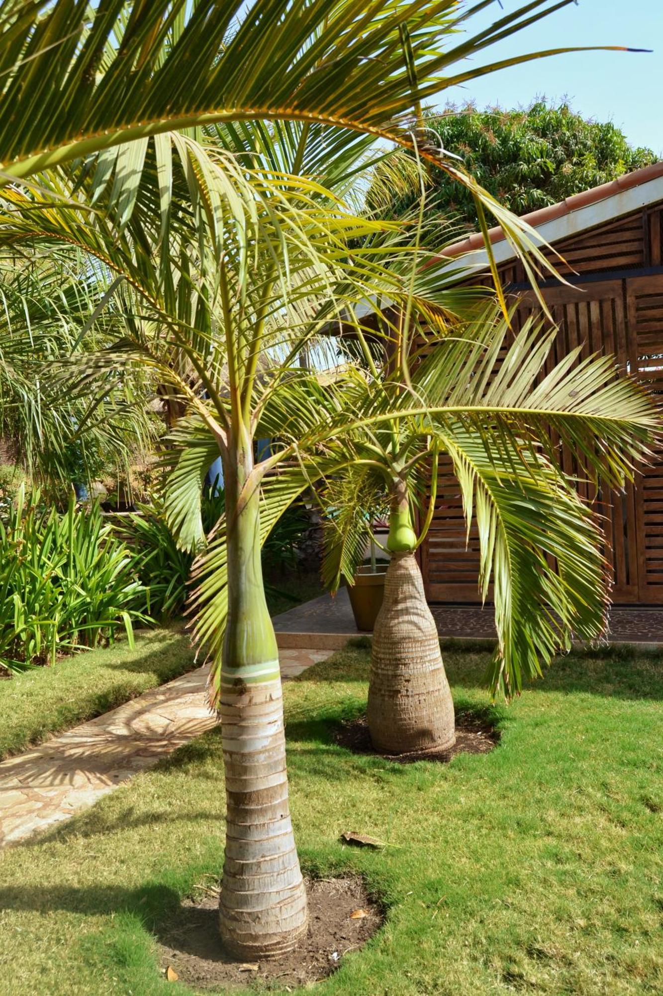 Keur Palmier Saly Hotell Exteriör bild